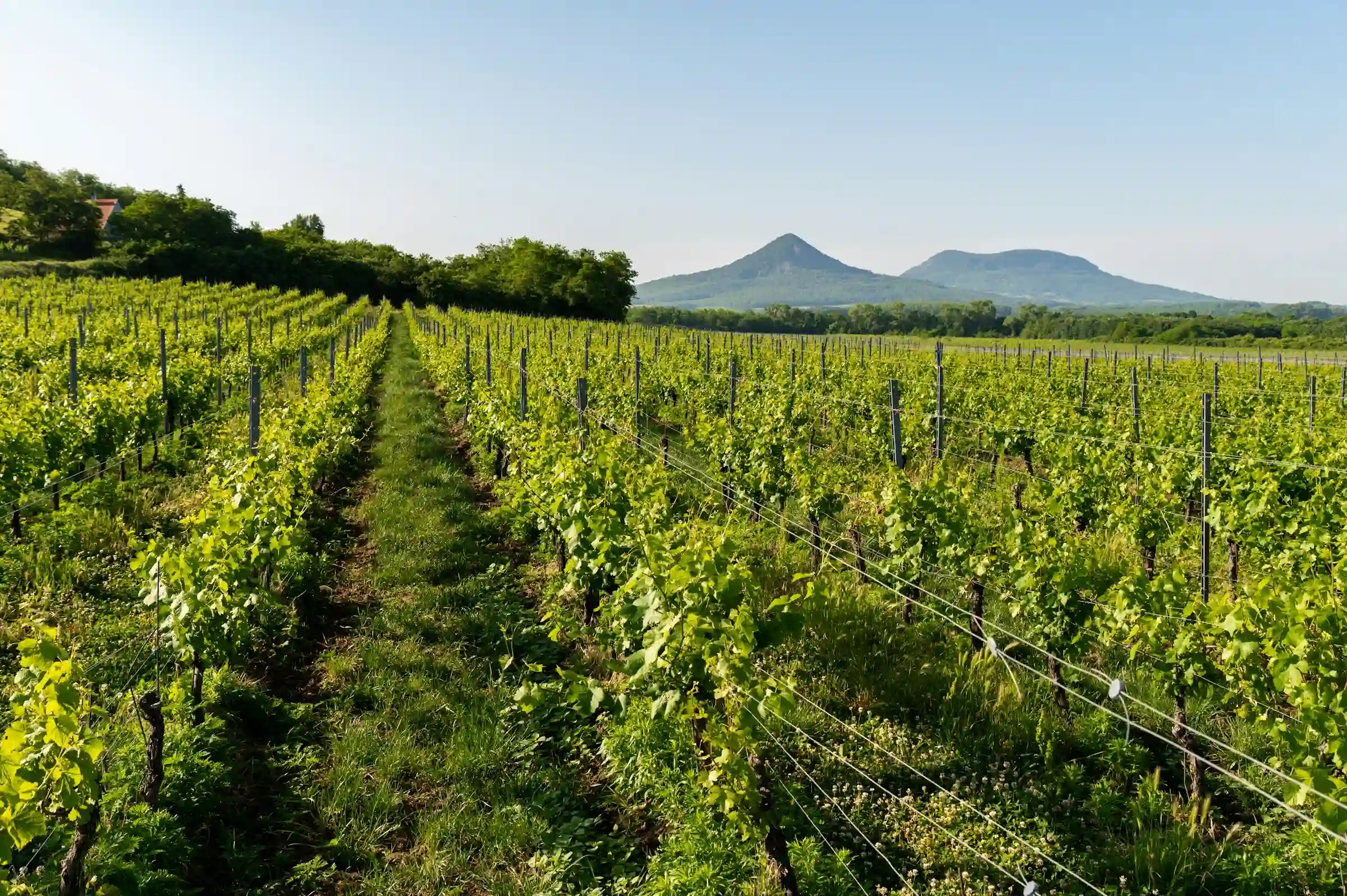 Extenso viñedo verde con hileras simétricas que se dirigen hacia una montaña cónica, representando la filosofía de cultivo de detalles y precisión en el diseño de lujo de True Ventour.